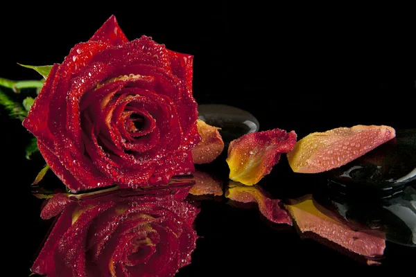 Rote Rose — Stockfoto