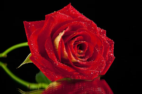 Red Rose — Stock Photo, Image