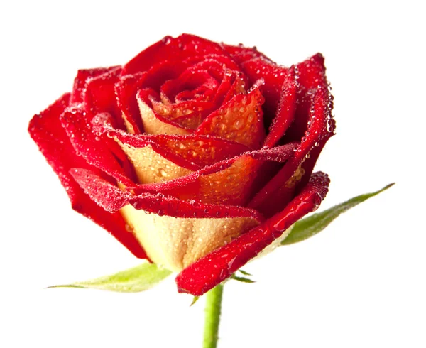 Red rose — Stock Photo, Image