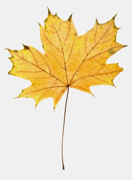 Jasny jesień liść — Zdjęcie stockowe