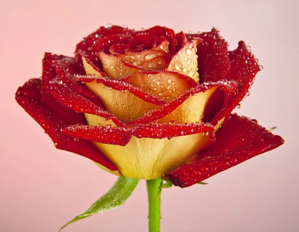 Red Rose — Stock Photo, Image