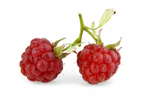 Two raspberries — Stock Photo, Image