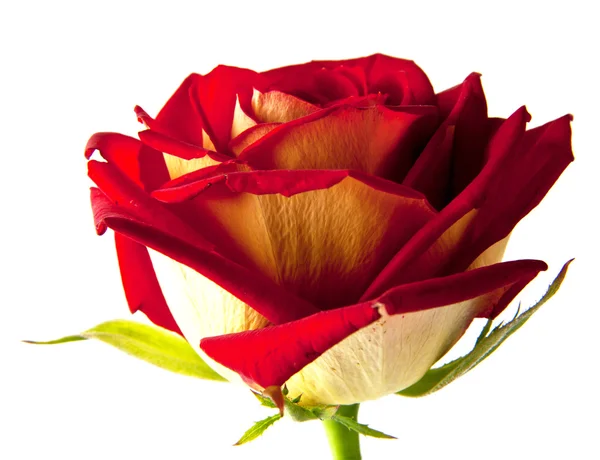 Rote Rose — Stockfoto