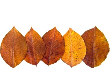 Parlak sonbahar yaprakları