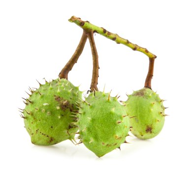 beyaz üzerine kestane