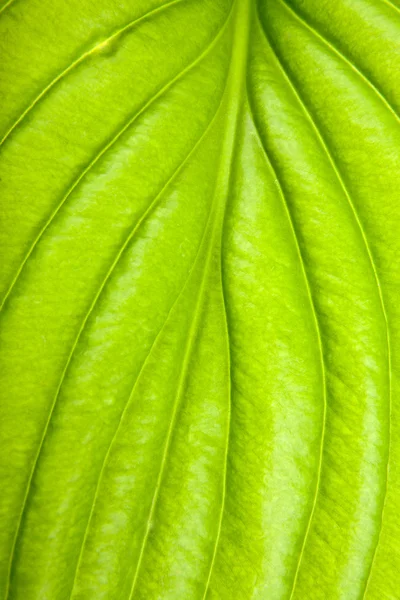 Hoja verde — Foto de Stock