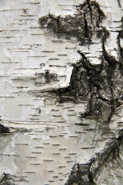 Birch bark — Stock Photo, Image