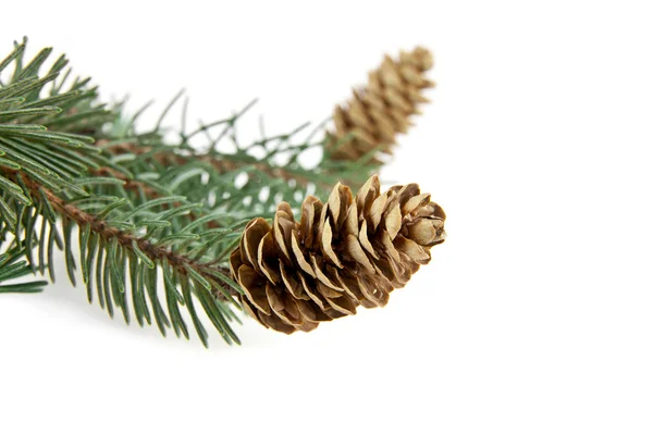 Branch of fir-tree — Stock Photo, Image