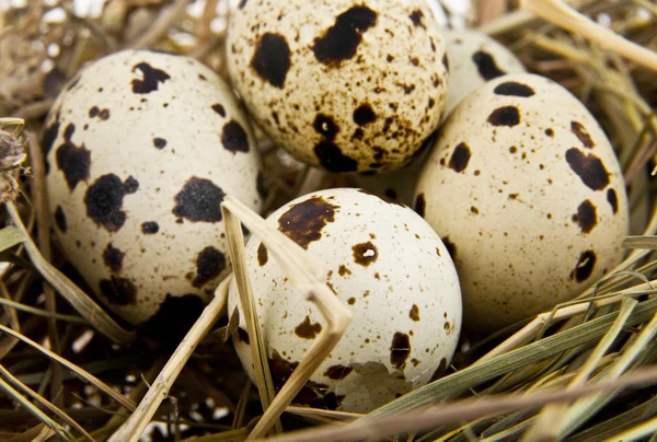 Vaktelägg i boet — Stockfoto