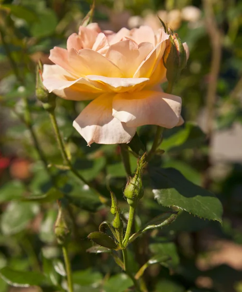 Rose sulla natura — Foto Stock