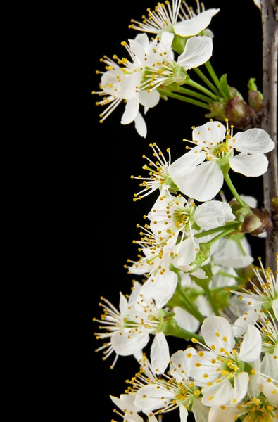 Fiori di ciliegio — Foto Stock