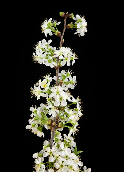 Blommor av körsbär — Stockfoto