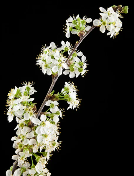 Blommor av körsbär — Stockfoto