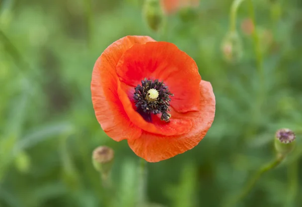 Flowers of poppy — Stock Photo, Image