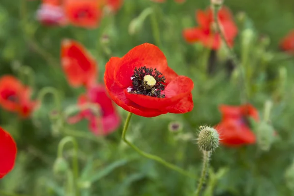 Flowers of poppy — Stock Photo, Image