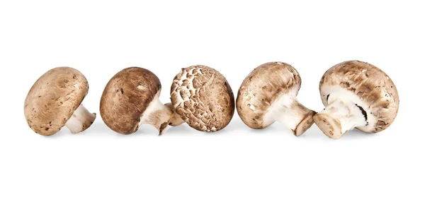Pilze auf weißem Grund — Stockfoto