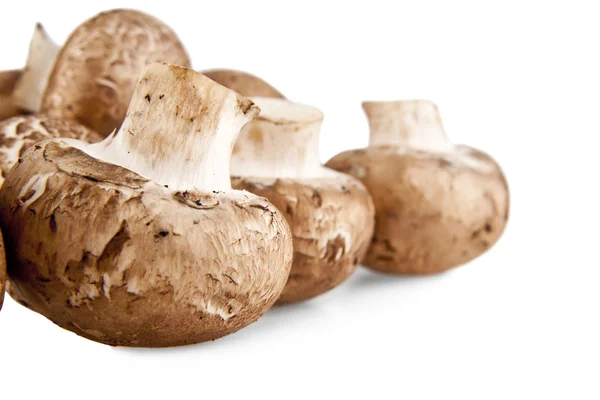 Mushrooms on white — Stock Photo, Image