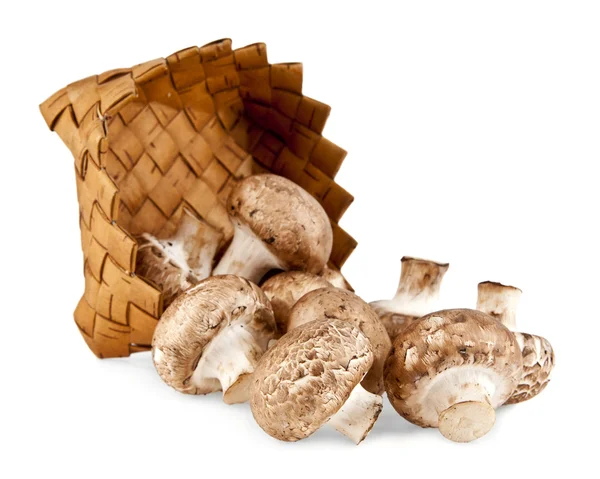Mushrooms on white — Stock Photo, Image