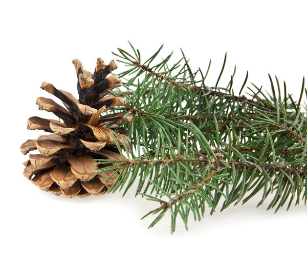branch of fir-tree