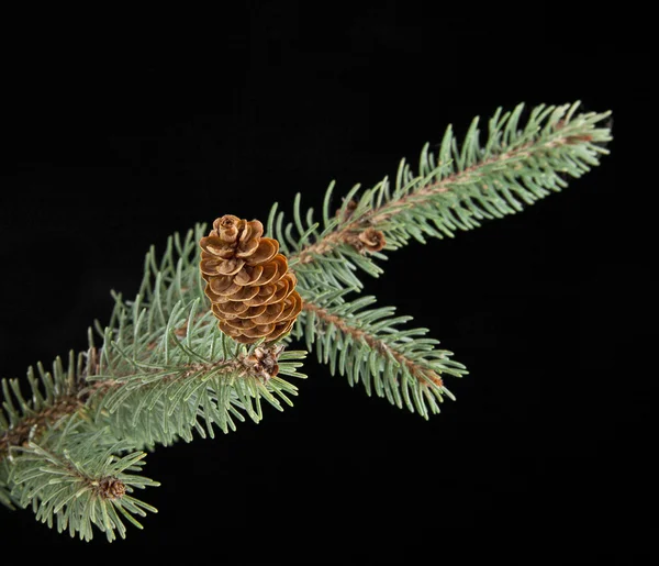 Tak van de zilverspar-boom — Stockfoto