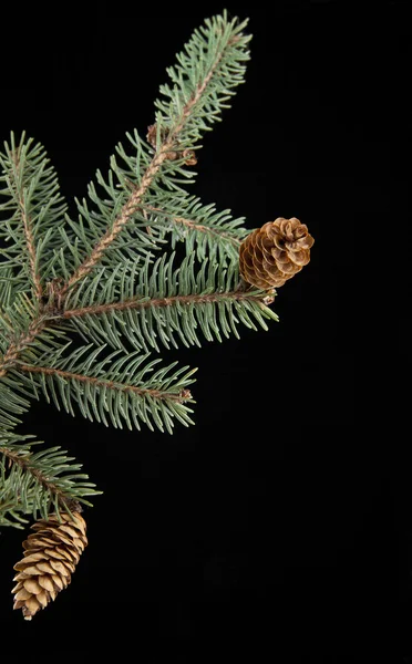 Branch of fir-tree — Stock Photo, Image