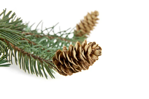 Branch of fir-tree Royalty Free Stock Images