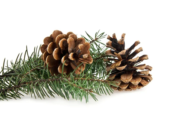 Branch of fir-tree Stock Photo