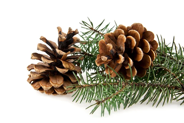 Branch of fir-tree Stock Image