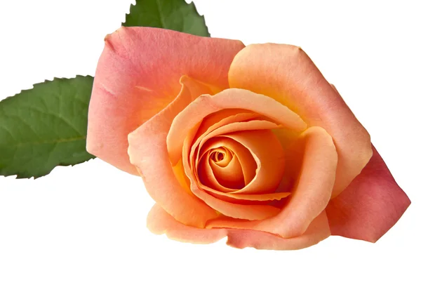 Rose on white — Stock Photo, Image