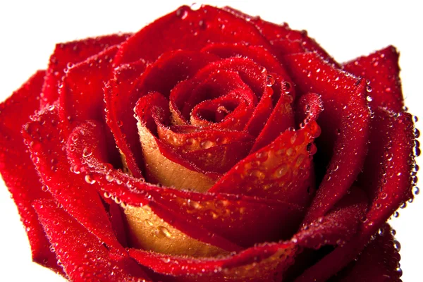 Τριαντάφυλλο με σταγόνες νερό — Φωτογραφία Αρχείου