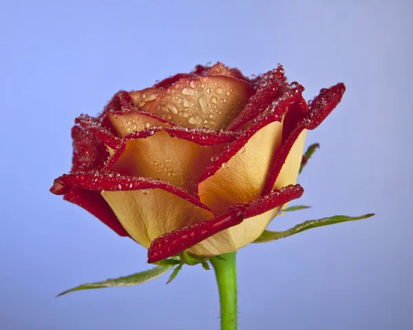 Rose with drops of water — Stock Photo, Image