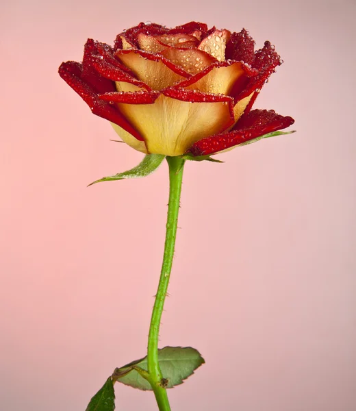 水珠玫瑰 — 图库照片