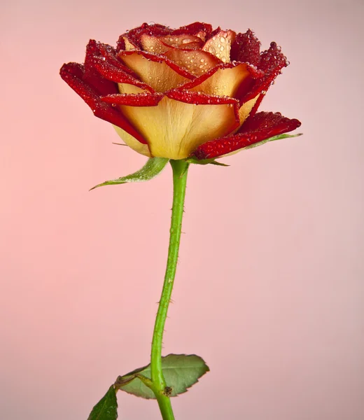 Rose med vanndråper – stockfoto