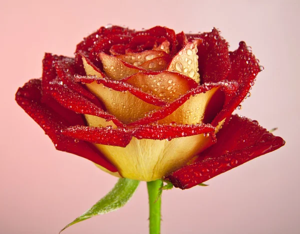 Роза с каплей воды — стоковое фото
