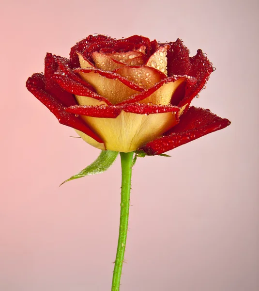 Rose avec des gouttes d'eau — Photo