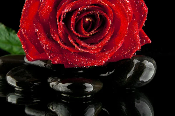 Rose with drops of water — Stock Photo, Image