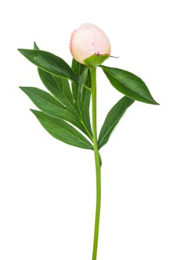 Beyaz arka planda yalıtılmış şakayık çiçeği. Tasarım ayrıntıları. Tasarım elemanları. Makro. 