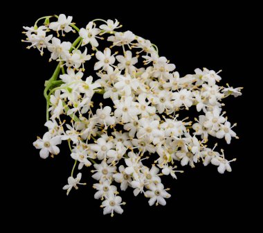 Mürver çiçekleri siyah arka planda izole edilmiş. Tasarım ayrıntıları. Tasarım elemanları. Makro. 