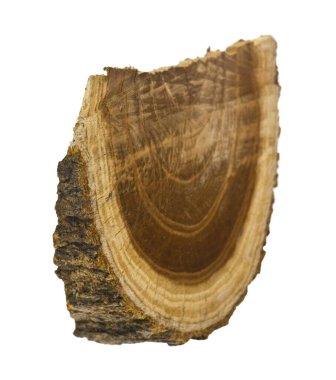 Ağaç gövdesi kesiti beyaz arka planda izole edilmiş. Tasarım ayrıntıları. Tasarım elemanları. Makro. 