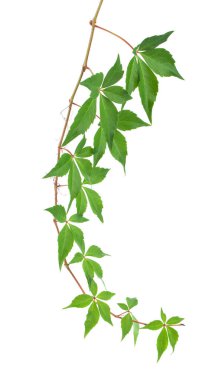 Beyaz arka planda yeşil üzüm yaprakları. Tasarım ayrıntıları. Tasarım elemanları. Makro. 