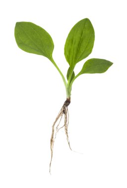 Plantain beyaz arka planda izole edilmiş. Tasarım ayrıntıları. Tasarım elemanları. Makro. 