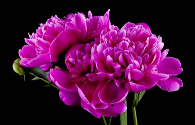 Siyah arka planda izole edilmiş pembe şakayıklar. Yakın plan, kenar görünüm.