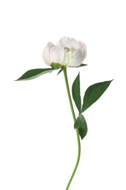 Aster çiçeği beyaz arka planda izole edilmiş. Yakın plan, kenar görünüm.