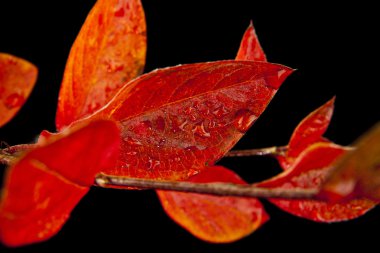 sonbahar yaprakları ile şube