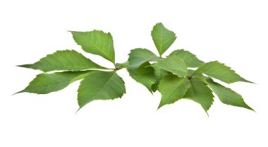 Asma yaprakları beyaz