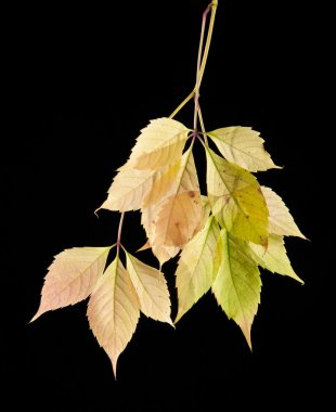 sonbahar yaprakları asma