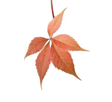 sonbahar yaprakları asma