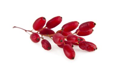 beyaz üzerine kırmızı kızamık