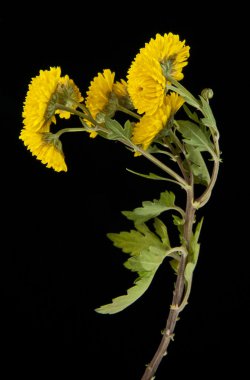 Siyah üstüne sarı çiçek