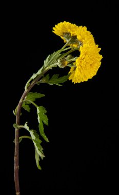 Siyah üstüne sarı çiçek